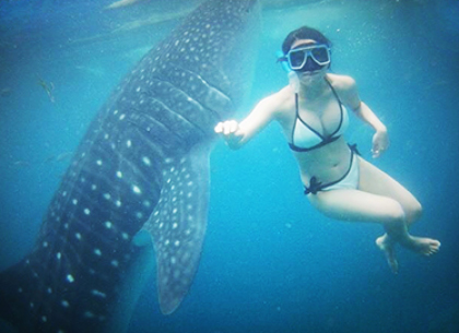 宿霧必走行程與鯨鯊共舞 菲律賓宿霧自由行景點與鯨鯊共游暢遊古城