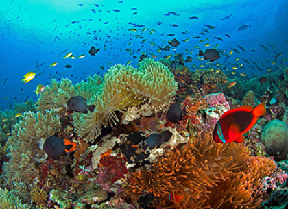 體驗與海豚共游潛水海底世界 宿霧薄荷島旅遊潛水與海豚共游